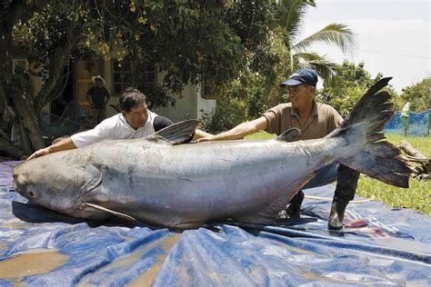 Mekong Giant Catfish | Life of Sea