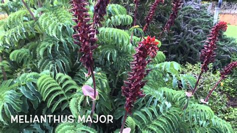 Melianthus major. Garden Center online Costa Brava ...