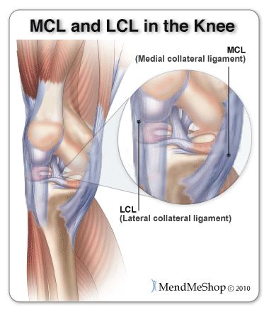 MendMyKnee.com   The Lateral Collateral Knee Ligament  LCL