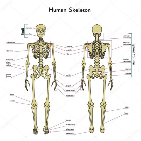 Menselijk skelet , voor  en achterzijde bekijken met ...