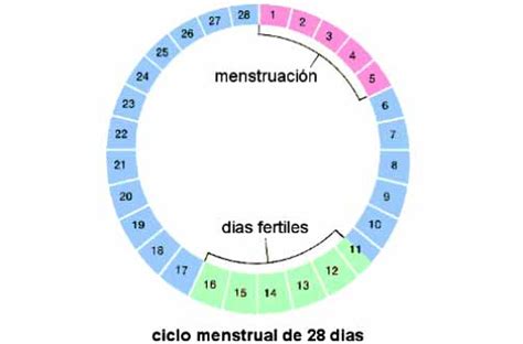 Menstruación, fases del ciclo menstrual   SyM
