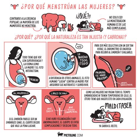 menstruacion | Pictoline