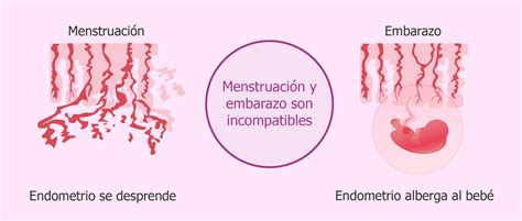Menstruación y embarazo no son compatibles