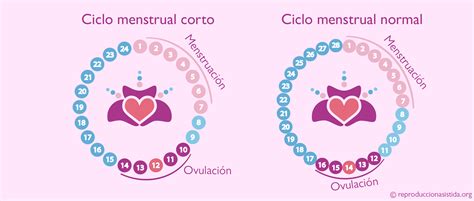 Menstruación y ovulación próximas en ciclos cortos