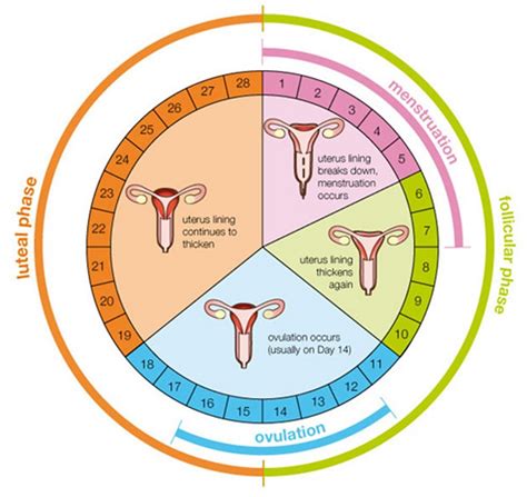 Menstrual Cycle, A Comprehensive review in the simplest ...