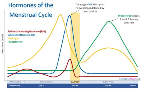 Menstrual Cycle Calendar and Phases | Conception Advice