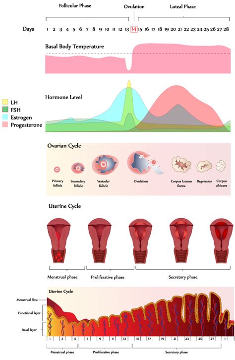 Menstrual Cycle | City Fertility Centre
