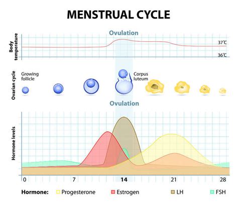 Menstrual Cycle, Hormones and Fertility