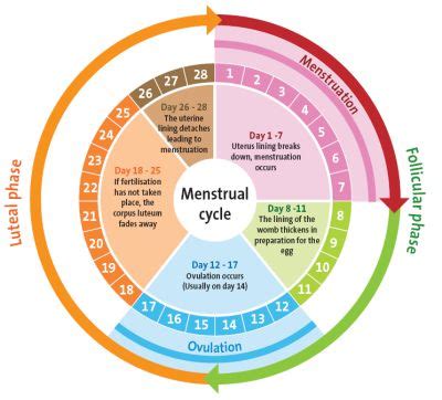 Menstrual Cycle | Naija247Medic s Blog