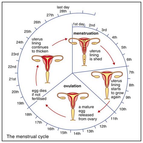 menstrual cycle worksheets   Google Search | 4th Quarter ...