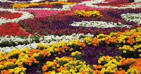 Mercado de las flores en Colombia: así está este sector