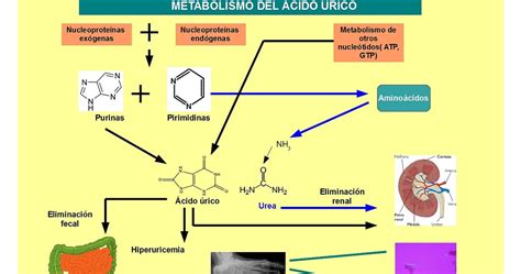Metabolismo de purinas acido urico   acido urico valores ...