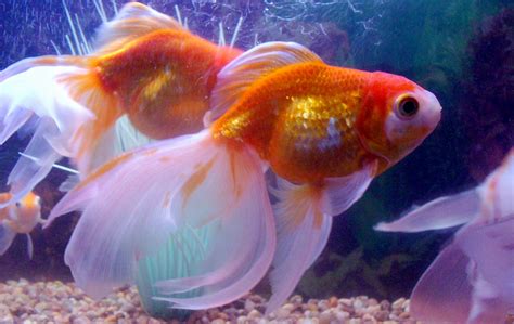 Meucuca: Goldfish Pictures