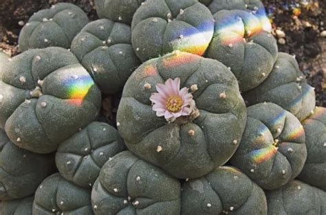 Mexican Government Protects Peyote for Native Rituals