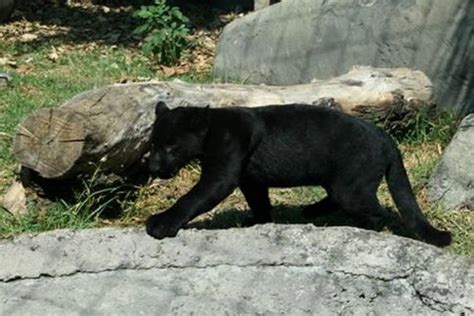 México: El zoológico de Chapultepec presume a dos pequeños ...