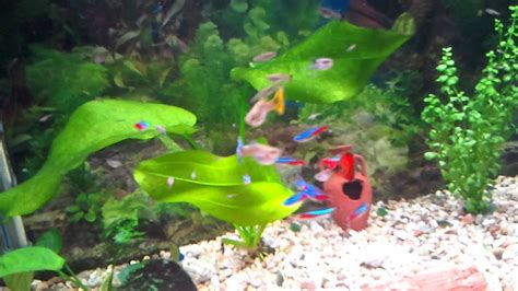 mi acuario de agua dulce con guppys y neones   YouTube