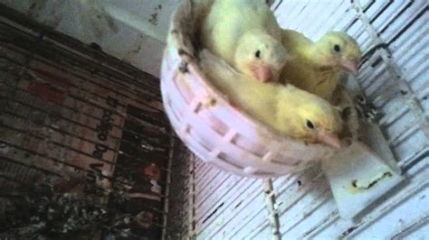 Mi aviario. 2 nidos de canario con crías de 15 y 19 días ...
