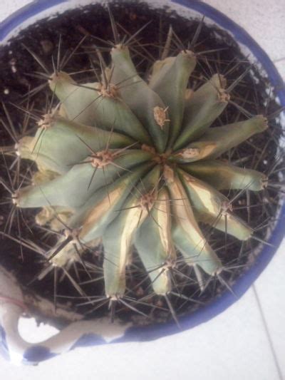 Mi cactus esta muerto?