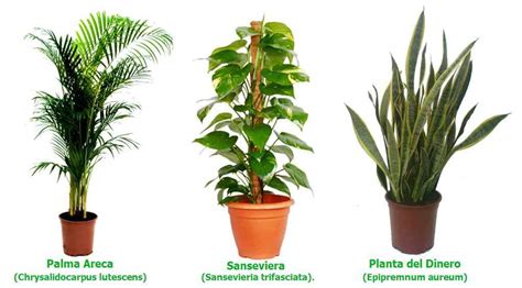 Mi Herbario: Tipos de Plantas