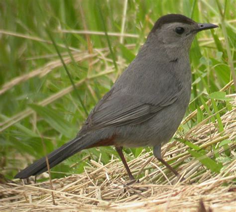 Michigan Bird Identification Flashcards by ProProfs