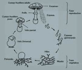 Microbiologia y Parasitologia 2_E Unpa