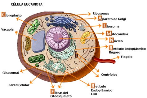 MICROBIOOLOGIA Y PARACITOLOGIA