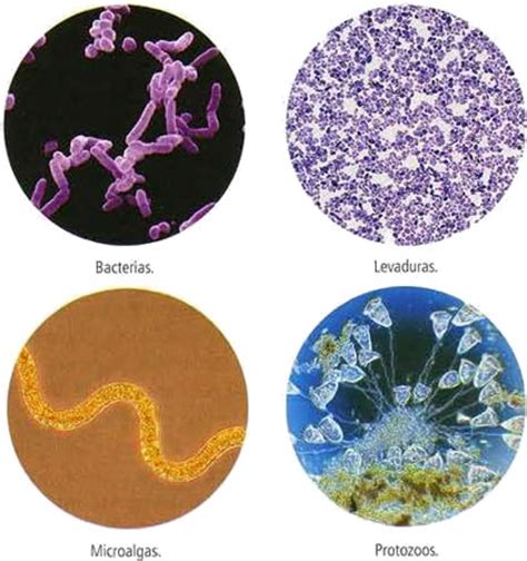 Microorganismos » Blog de Biología