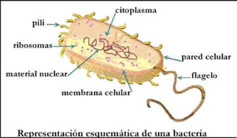 Microorganismos como Factorías de Producción de enzimas ...