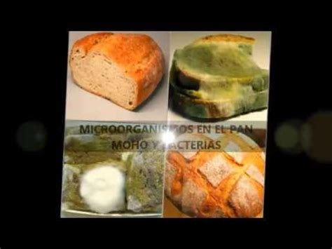 Microorganismos en el pan   Moho y Bacterias   YouTube