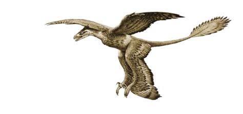 Microraptor | dinodiyar