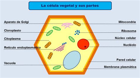 Microscopy Pictures: La célula vegetal y sus partes