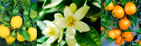 Miel de azahar y su relajante aroma floral