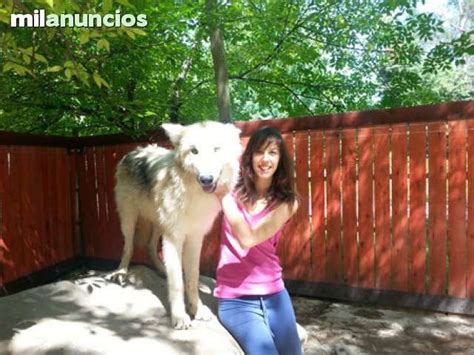 MIL ANUNCIOS.COM   Lobo. Compra venta de perros lobo ...