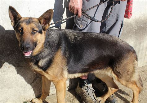 Milanuncios Perros Pastor Aleman Hembra Adulta