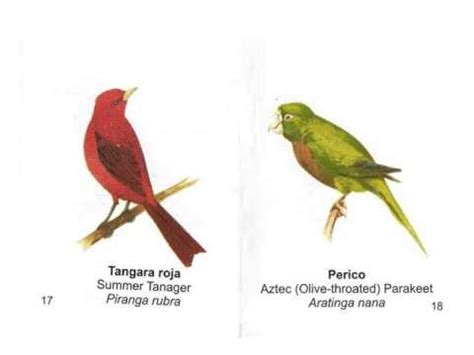 Mini guía de aves de Yucatán creado por Niños y Crías A.C ...