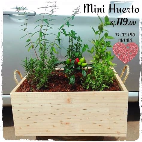 Mini Huerto Para Departamento, Plantas Aromáticas   S/ 119 ...