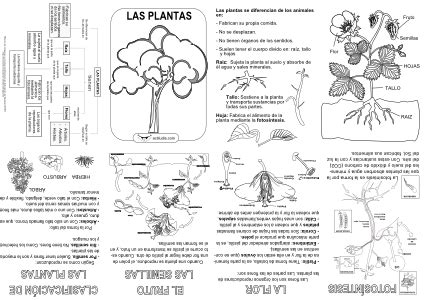 Mini libro de las plantas   Actiludis