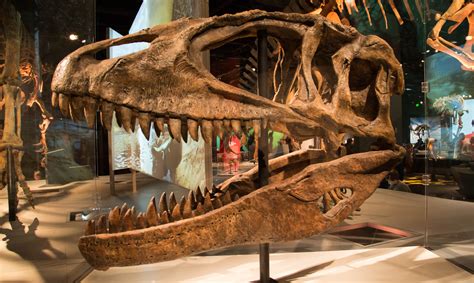 Minnesota science museum dinosaur exhibit