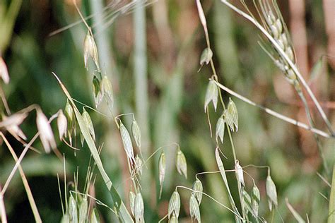 Minnesota Seasons   wild oat