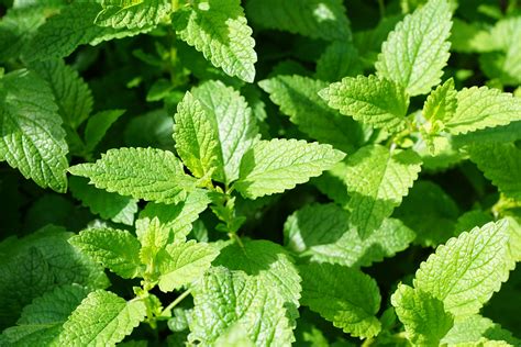 Mint: Planting, Growing, and Harvesting Mint Plants | The ...