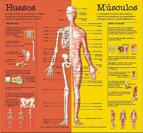 MIRA COMO SE HACE: Huesos y Musculos del Cuerpo Humano