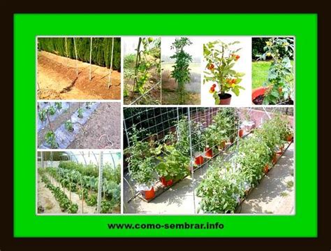 Mira Cómo Sembrar, Plantar y Cultivar Tomate [ La Mejor ...