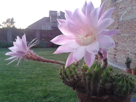 Mis Cactus en flor   Imágenes   Taringa!