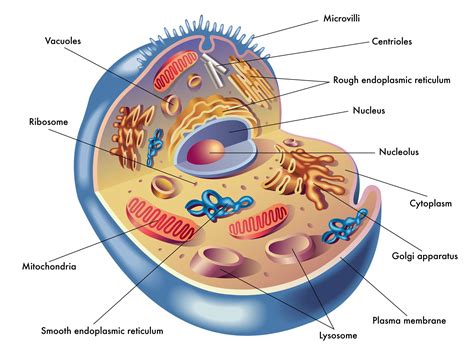 mitochondria | Cultivate Your Nature