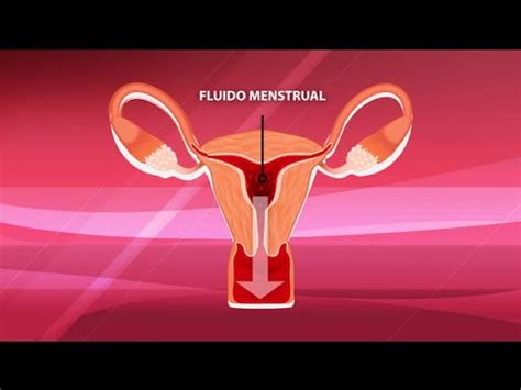 Mitos sobre la menstruación   YouTube