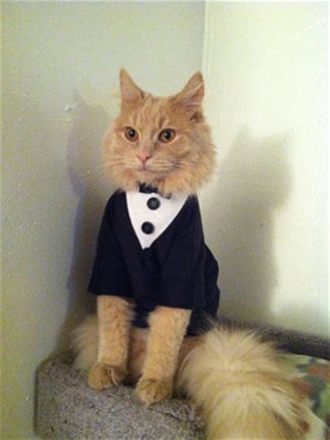 Moda para gatos   Ropa para gatos | Vestir al gato a la ...