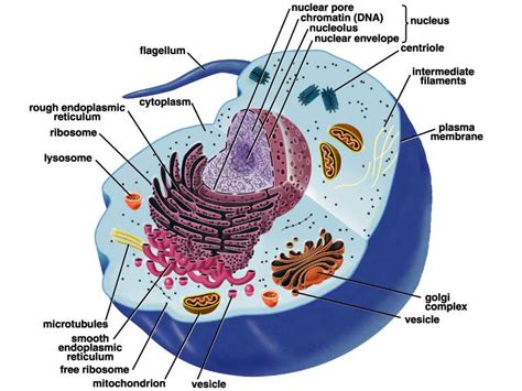 Model_of_Animal_Cell
