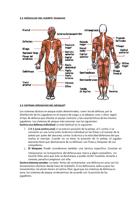 Moderno Hojas De Trabajo Del Músculo Para La Anatomía ...