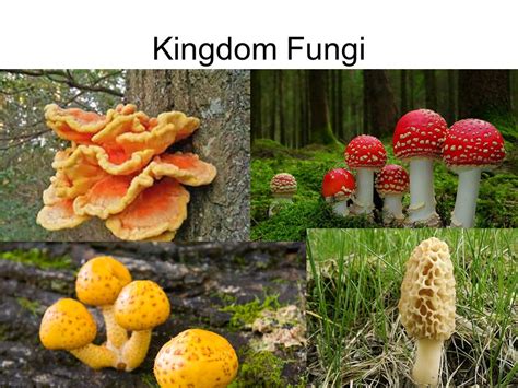 Module 4 Kingdom Fungi October 1, ppt video online download