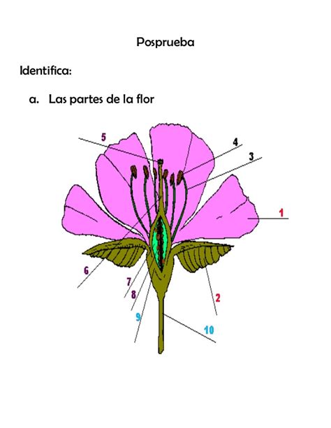 Modulo 3 la flor